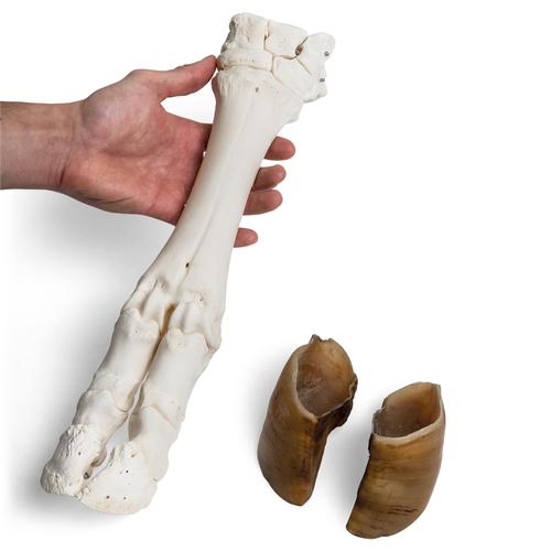 Szarvasmarha lábfej (Bos taurus) patával, 1021063 [T300311], Összehasonlító anatómia