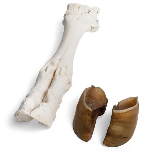Szarvasmarha lábfej (Bos taurus) patával, 1021063 [T300311], Összehasonlító anatómia