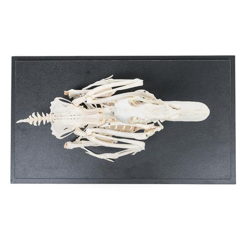 Házi kacsa csontváz (Anas platyrhynchos domestica), 1020979 [T300351], madarak