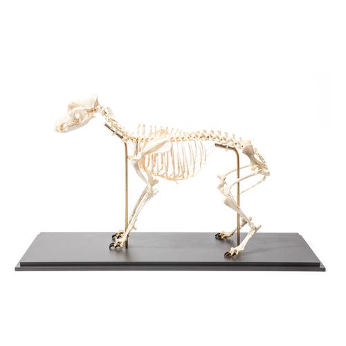 Kutya csontváz (Canis lupus familiaris) M-es méret, rugalmasan szerelt, 1020990 [T300401M], Ragadozók (Carnivora)