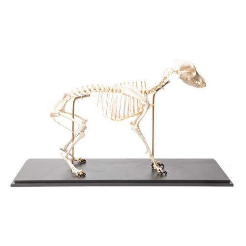 Kutya csontváz (Canis lupus familiaris) M-es méret, rugalmasan szerelt, 1020990 [T300401M], Ragadozók (Carnivora)