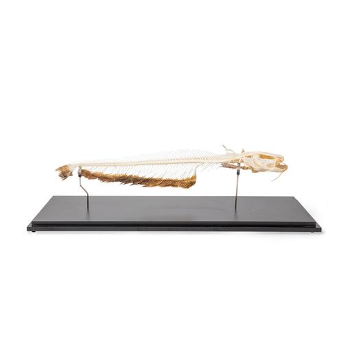 Európai harcsa csontváz (silurus glanis), 1020964 [T300461], Halak