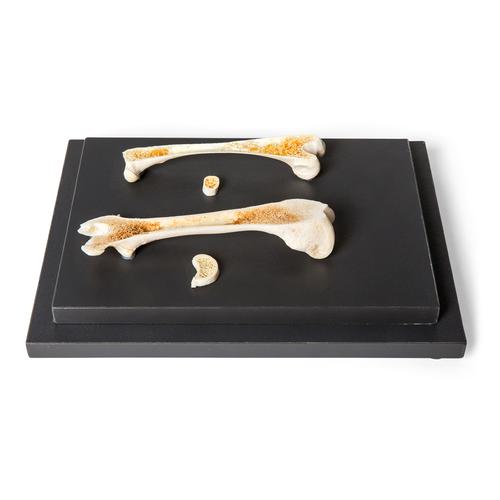 Madár és emlős csontok összehasonlítása, csontmetszetek, 1021045 [T30053], Összehasonlító anatómia