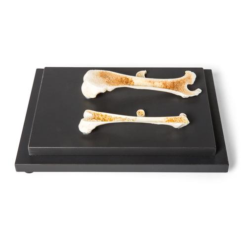Madár és emlős csontok összehasonlítása, csontmetszetek, 1021045 [T30053], Összehasonlító anatómia