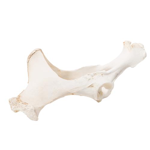 Horse (Equus ferus caballus), pelvis, 1021056 [T30060], Tudósnak