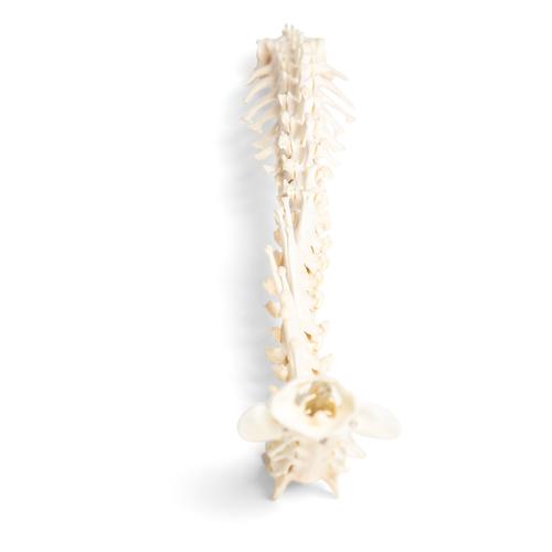 Dog (Canis lupus familiaris), spinal column, flexibly mounted, 1021057 [T30061], Tudósnak