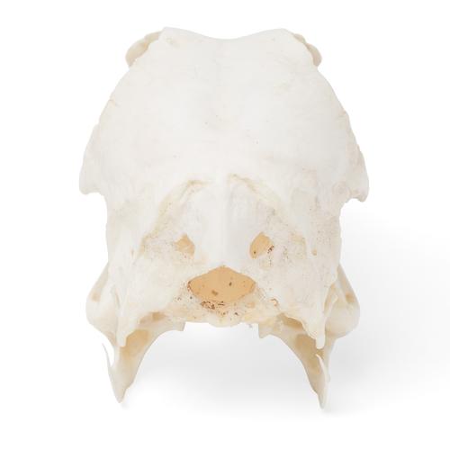 Házi kacsa koponya (Anas platyrhynchos domestica), 1020981 [T30072], Fogtechnika