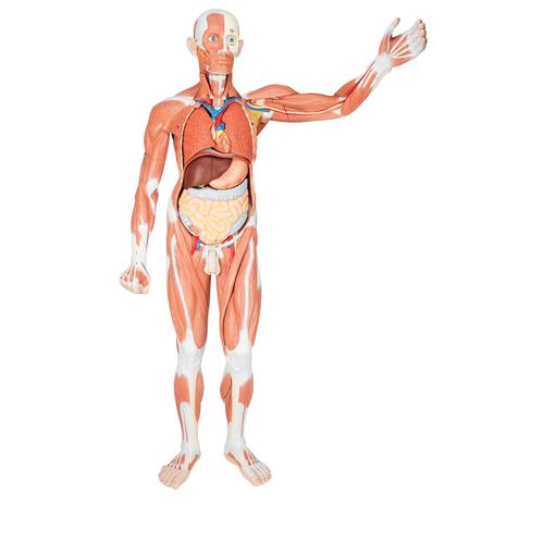Életnagyságú férfi izommodell, 37 részes - 3B Smart Anatomy, 1001235 [VA01], Izomzati modellek