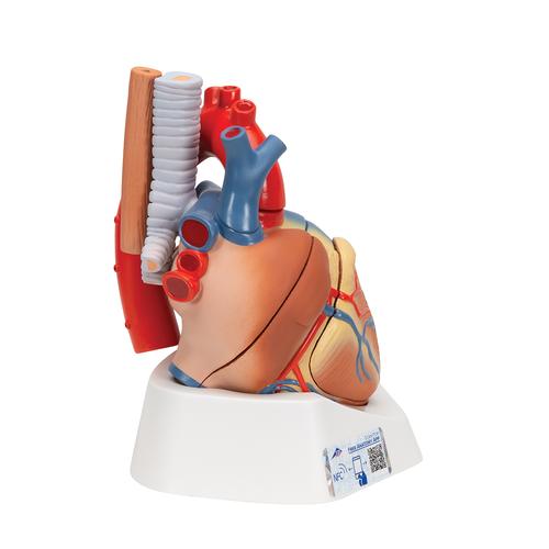Szív, 7 részes - 3B Smart Anatomy, 1008548 [VD253], Szív és érrendszeri modellek