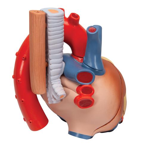 Szív, 7 részes - 3B Smart Anatomy, 1008548 [VD253], Szív és érrendszeri modellek