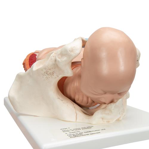 Szülés menete, 5 stádium - 3B Smart Anatomy, 1001258 [VG392], Terhességi modellek