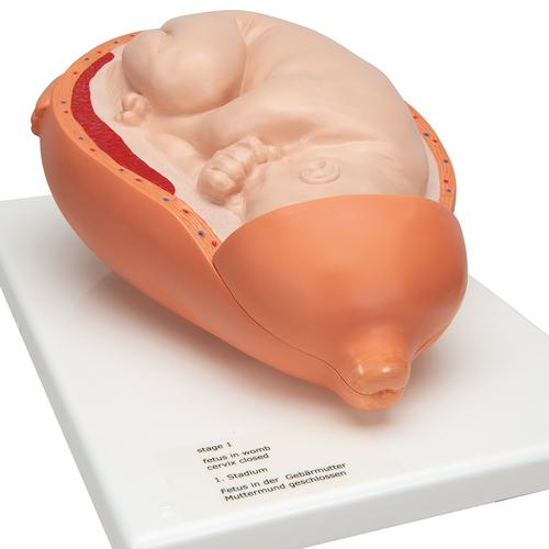 Szülés menete, 5 stádium - 3B Smart Anatomy, 1001258 [VG392], Terhességi modellek