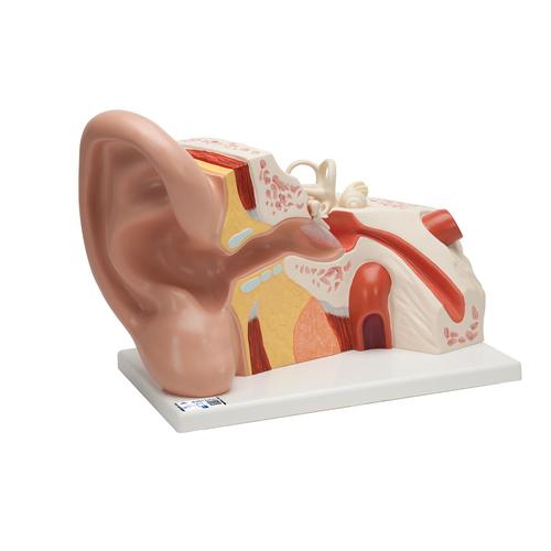 Óriás fül, az eredeti méret 5-szöröse, 3 részes - 3B Smart Anatomy, 1008553 [VJ513], Fül-orr-gégészeti modellek