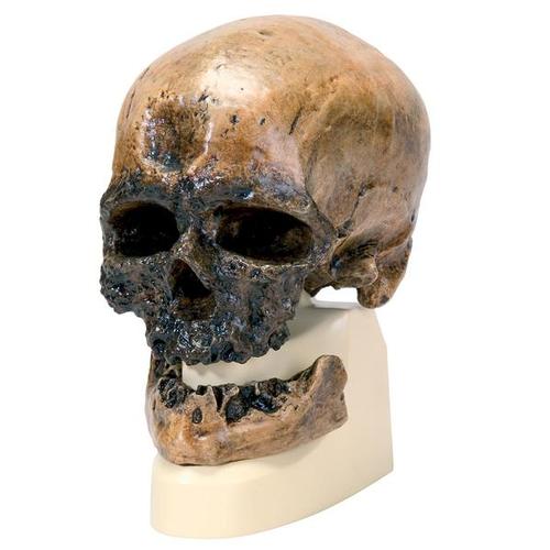 Antropológiai koponya - Crô-Magnon, 1001295 [VP752/1], Antropológiai koponyák
