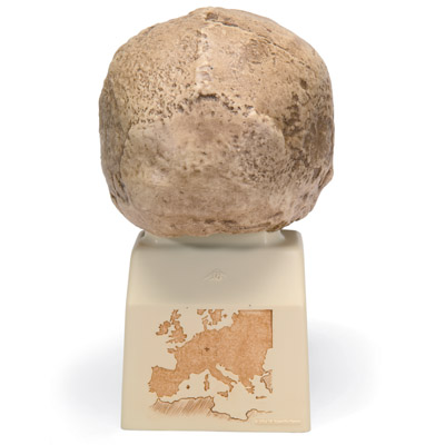 Antropológiai koponya - Steinheim, 1001296 [VP753/1], Antropológiai koponyák