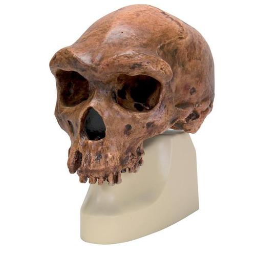 Antropológiai koponya - Broken Hill, 1001297 [VP754/1], Evolúció