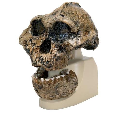 Antropológiai koponya - KNM-ER 406, Omo L. 7a-125 (Australopithecus Boisei), 1001298 [VP755/1], Evolúció