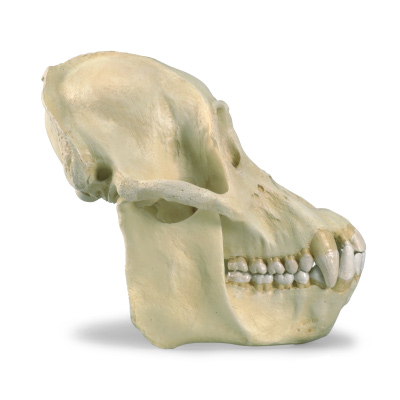Orángután koponya (Pongopygmaeus), hím, 1001300 [VP761/1], Biológiai antropológia