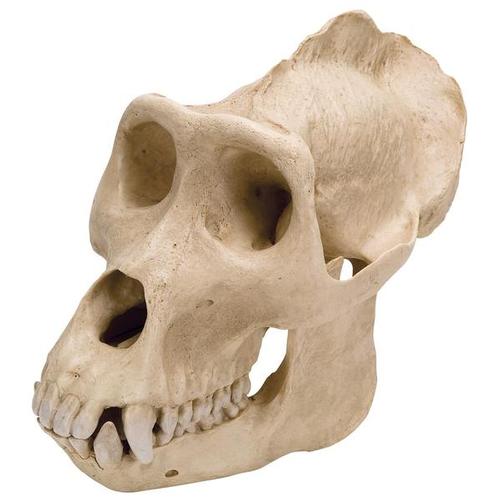 Gorilla koponya (Gorilla gorilla), hím, 1001301 [VP762/1], Biológiai antropológia