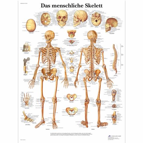 Das menschliche Skelett, 1001302 [VR0113L], Csontrendszer