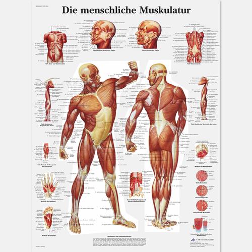 Die menschliche Muskulatur, 1001304 [VR0118L], Izom