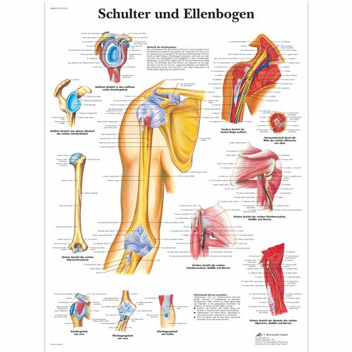 Schulter und Ellenbogen, 1001316 [VR0170L], Csontrendszer