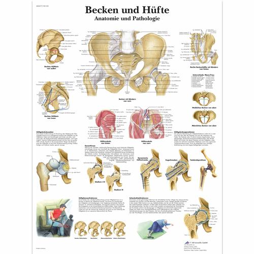 Becken und Hüfte - Anatomie und Pathologie, 1001320 [VR0172L], Csontrendszer
