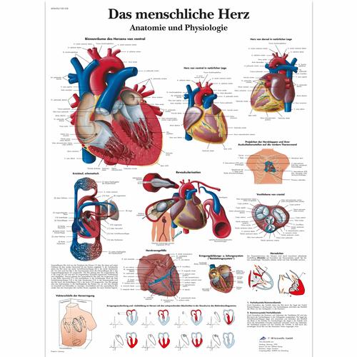 Das menschliche Herz - Anatomie und Physiologie, 1001358 [VR0334L], A szív egészségével és fitnesszel kapcsolatos oktatás