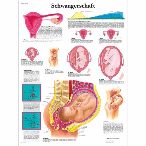 Schwangerschaft, 1001408 [VR0554L], Terhesség és szülés