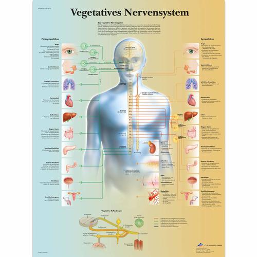 Vegetatives Nervensystem, 1001418 [VR0610L], Agy és idegrendszer
