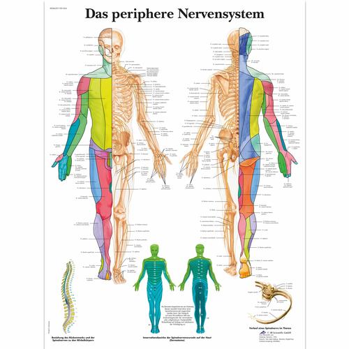Das periphere Nervensystem, 1001424 [VR0621L], Agy és idegrendszer