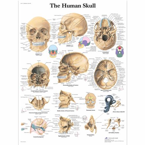 The Human Skull, 4006656 [VR1131UU], Csontrendszer