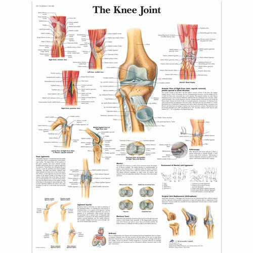 The Knee Joint, 1001488 [VR1174L], Csontrendszer