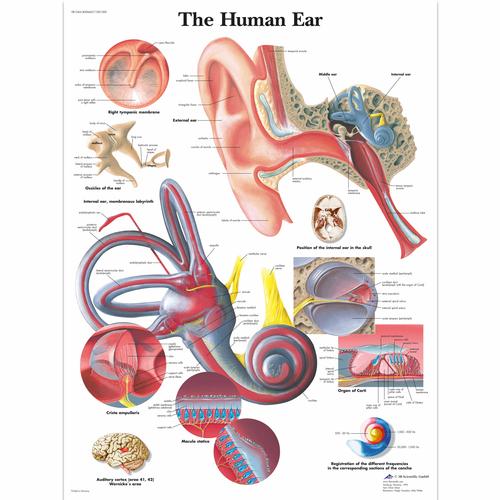 Human Ear, 1001500 [VR1243L], Fül, orr, gége