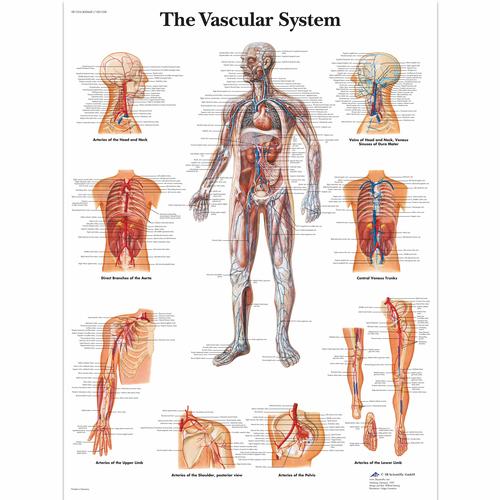 The Vascular System, 1001528 [VR1353L], Keringési rendszer