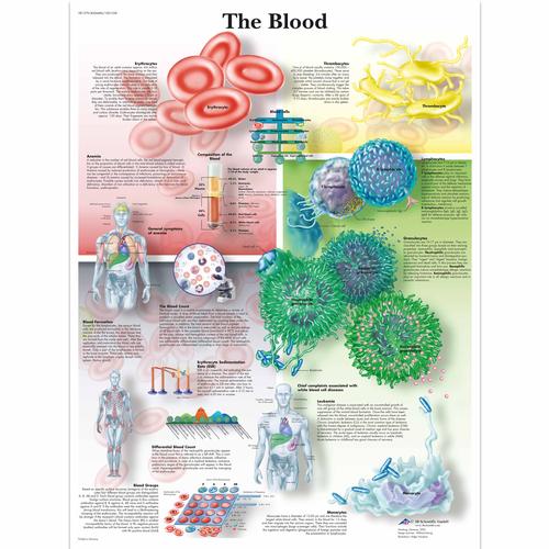 The Blood, 1001538 [VR1379L], Kardiovaszkuláris rendszer