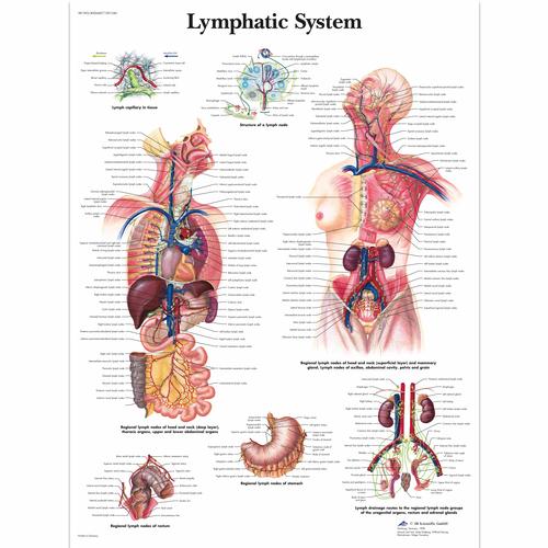 Lymphatic System, 4006687 [VR1392UU], A nyirokrendszer