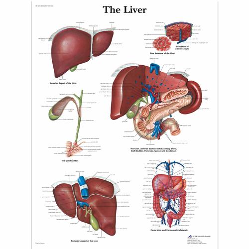The Liver, 1001544 [VR1425L], Metabolikus rendszer