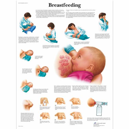 Breastfeeding, 1001578 [VR1557L], Terhesség és szülés