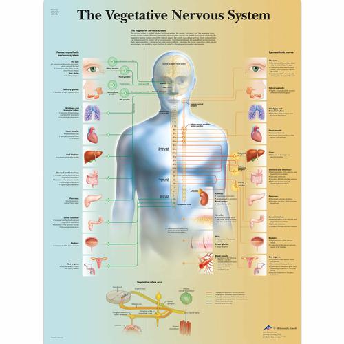 The Vegetative Nervous System, 1001582 [VR1610L], Agy és idegrendszer