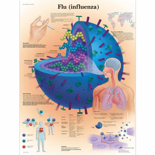 Flu (Influenza), 1001608 [VR1722L], Paraziták, vírusok és bakteriális fertőzések