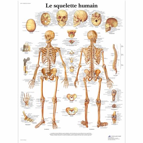 Le squelette humain, 1001630 [VR2113L], Csontrendszer