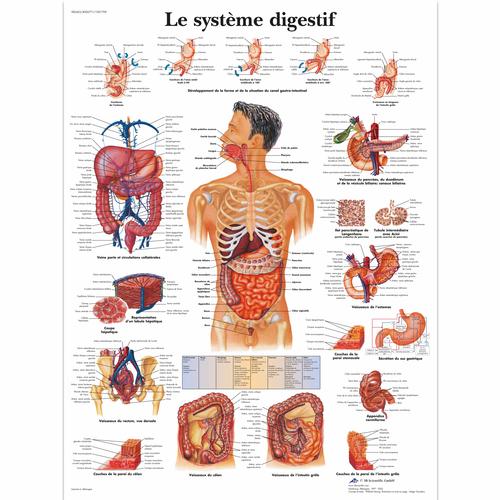Le système digestif, 1001709 [VR2422L], Emésztőrendszer