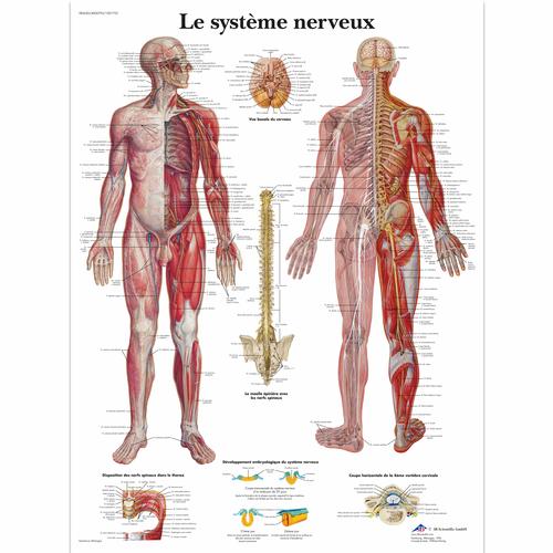 Le système nerveux, 1001753 [VR2620L], Agy és idegrendszer