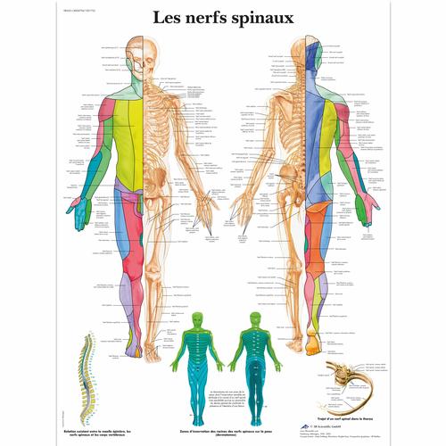 Les nerfs spinaux, 1001755 [VR2621L], Agy és idegrendszer