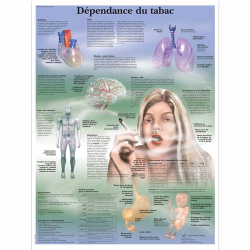 Dependance du tabac, 1001791 [VR2793L], Dohányzással kapcsolatos oktatás