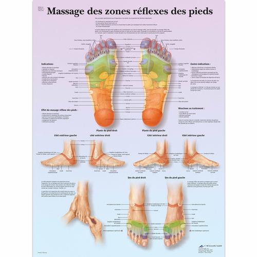 Massage des zones réflexes, 1001793 [VR2810L], Akupunktúra