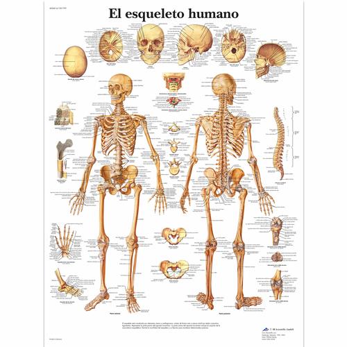 El esqueleto humano, 4006814 [VR3113UU], Csontrendszer