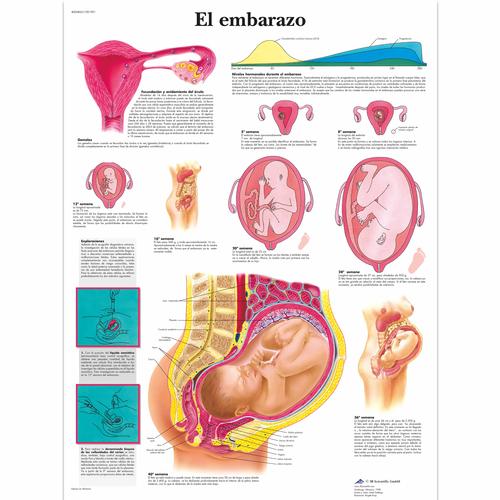 El embarazo, 1001901 [VR3554L], Terhesség és szülés