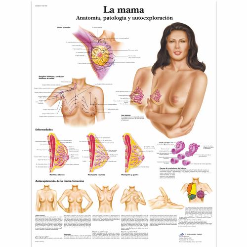 La mama - Anatomía, patología y autoexploración, 1001905 [VR3556L], Nőgyógyászat